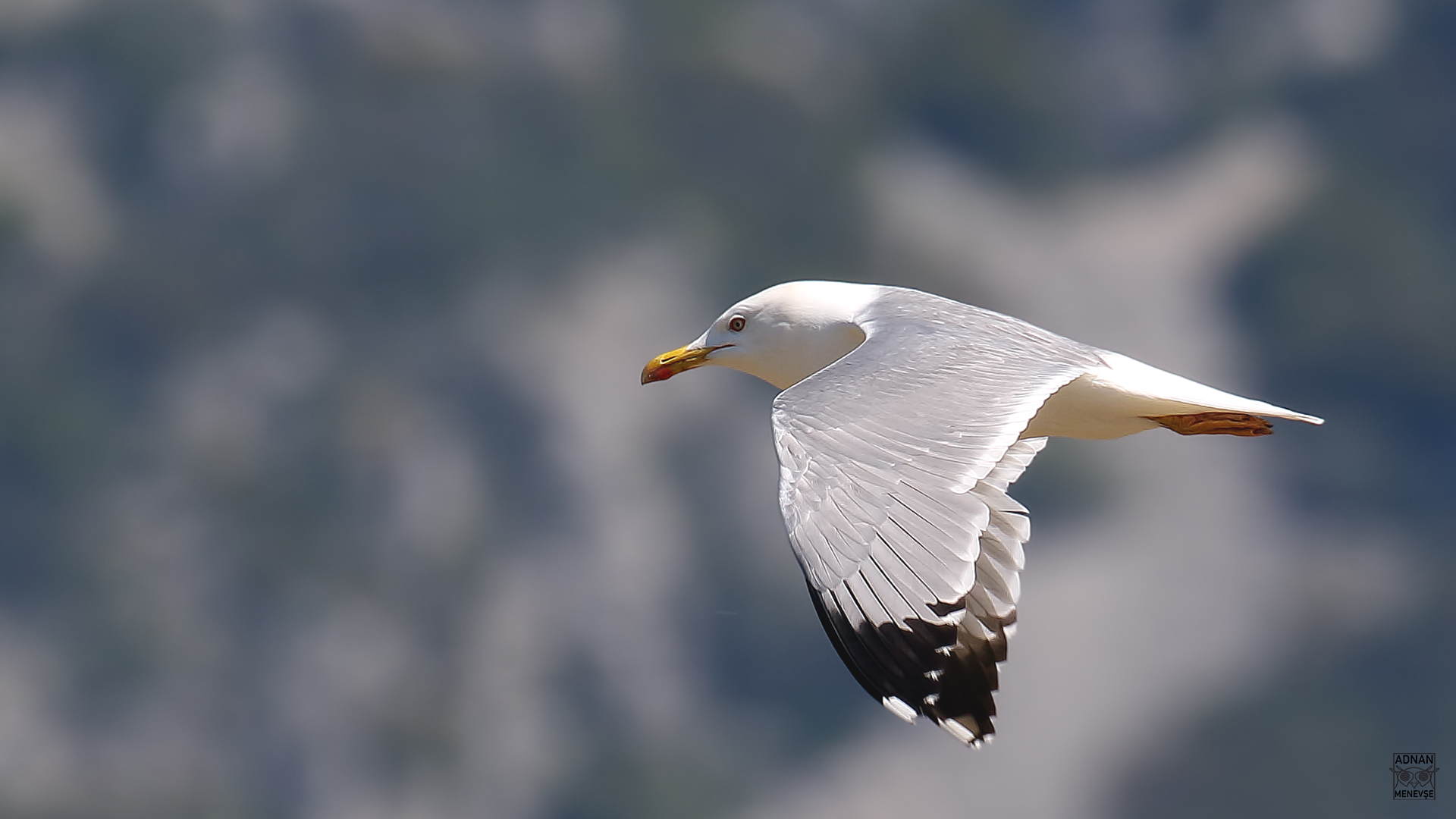 Yellow-legged Gull